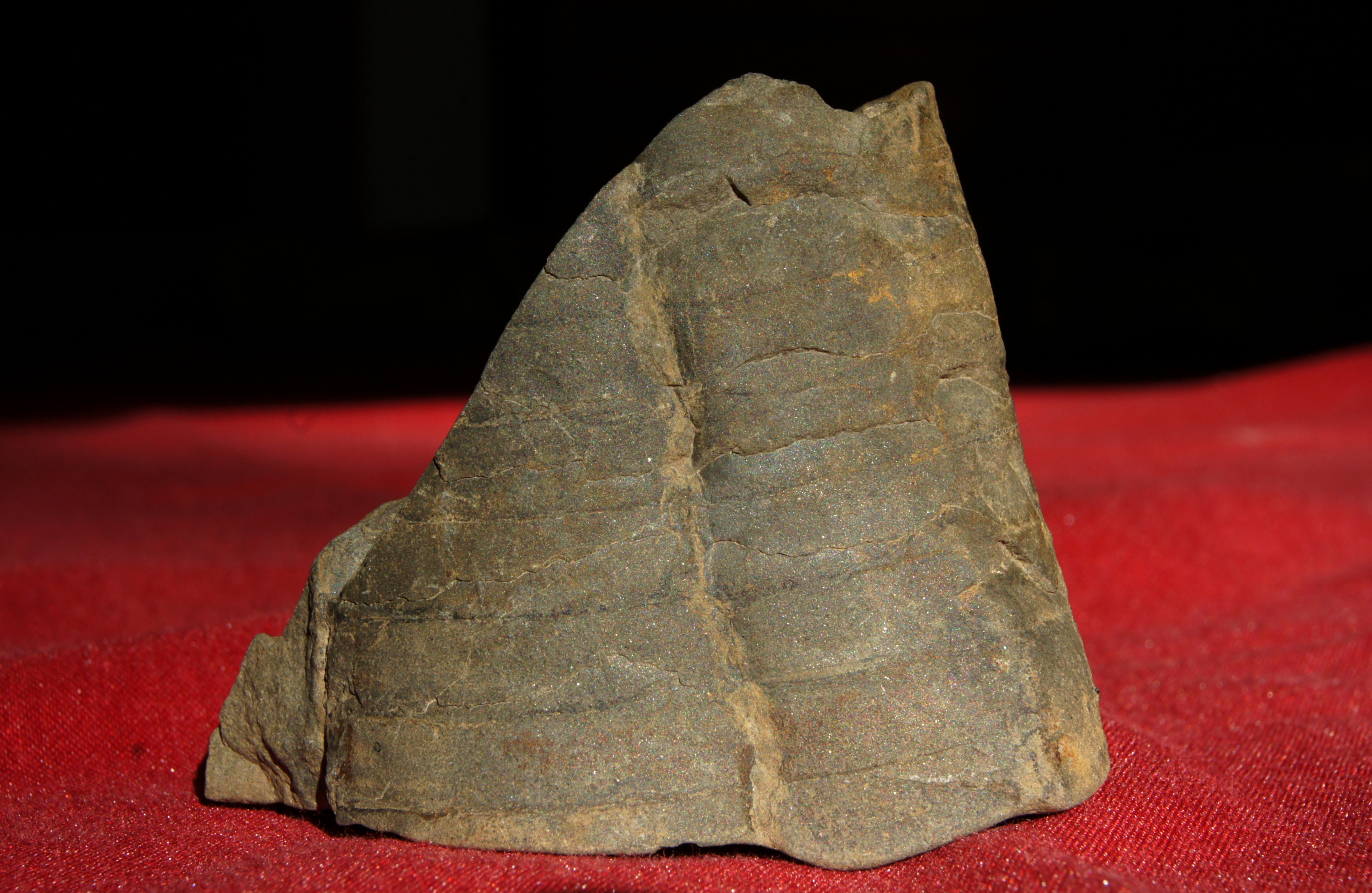 Petit bloc à céphalopode orthocône probable