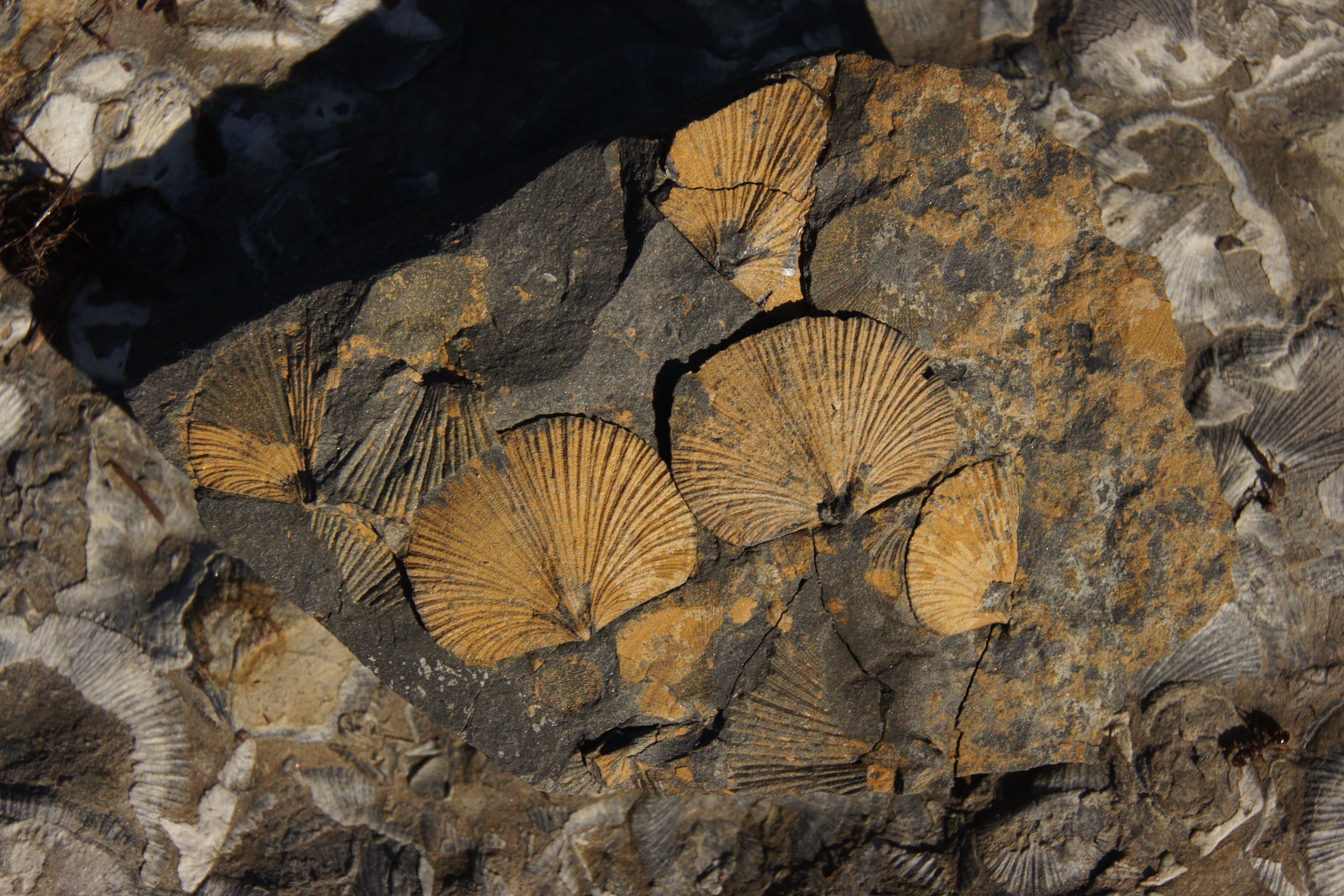 Plate with 2 small probable Onniella meeki brachiopods