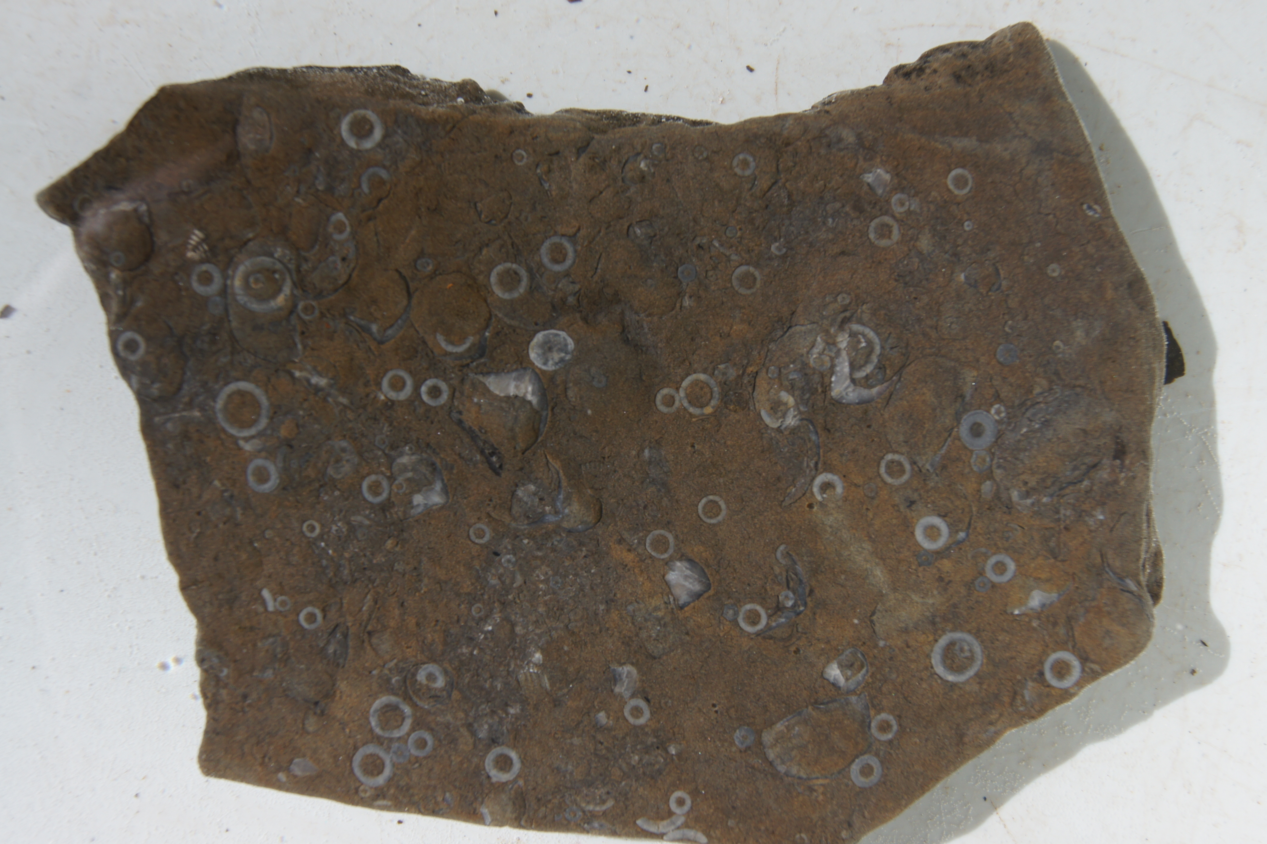 Plate with numerous echinoderm ossicles