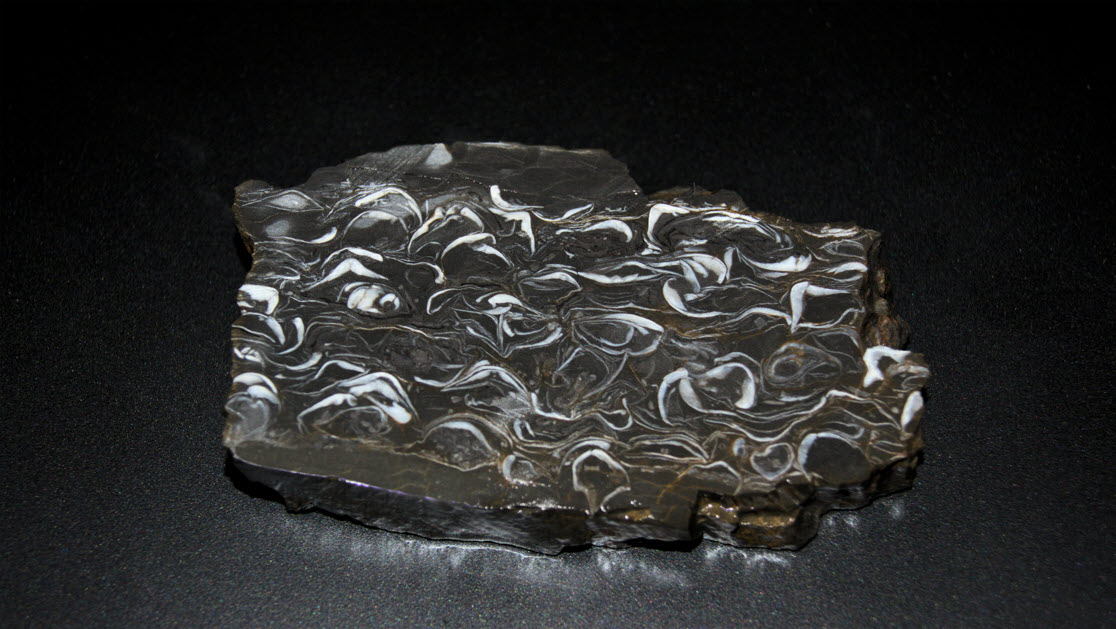 Slab with a brachiopod mortality layer