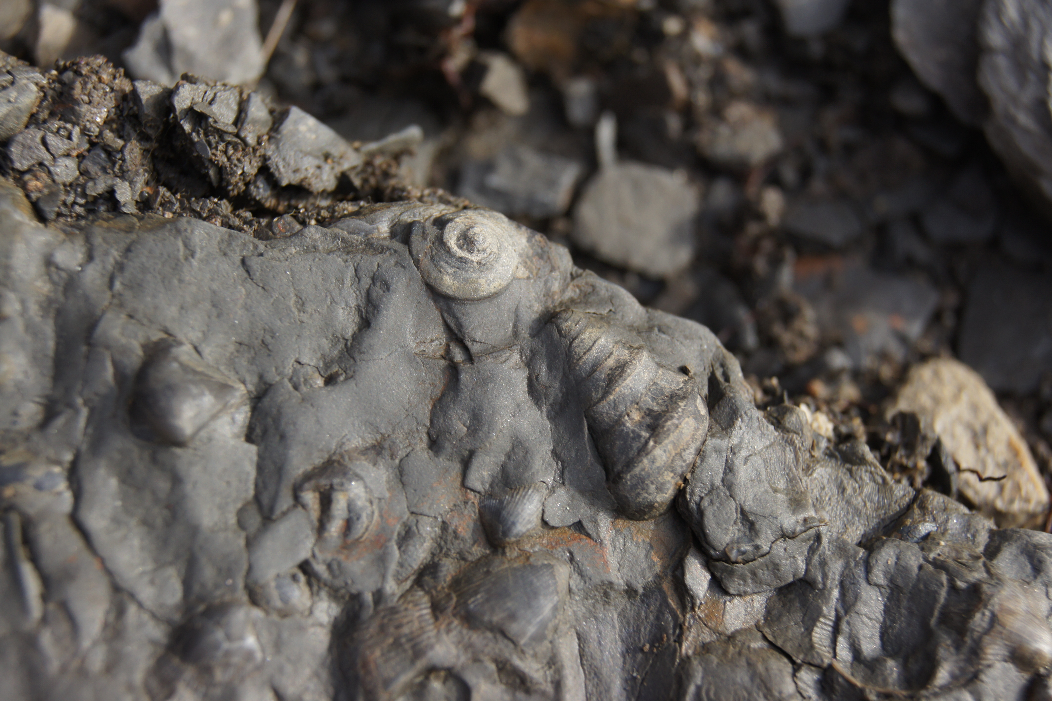 Slab with Cyclonema bilix and Maclurites
