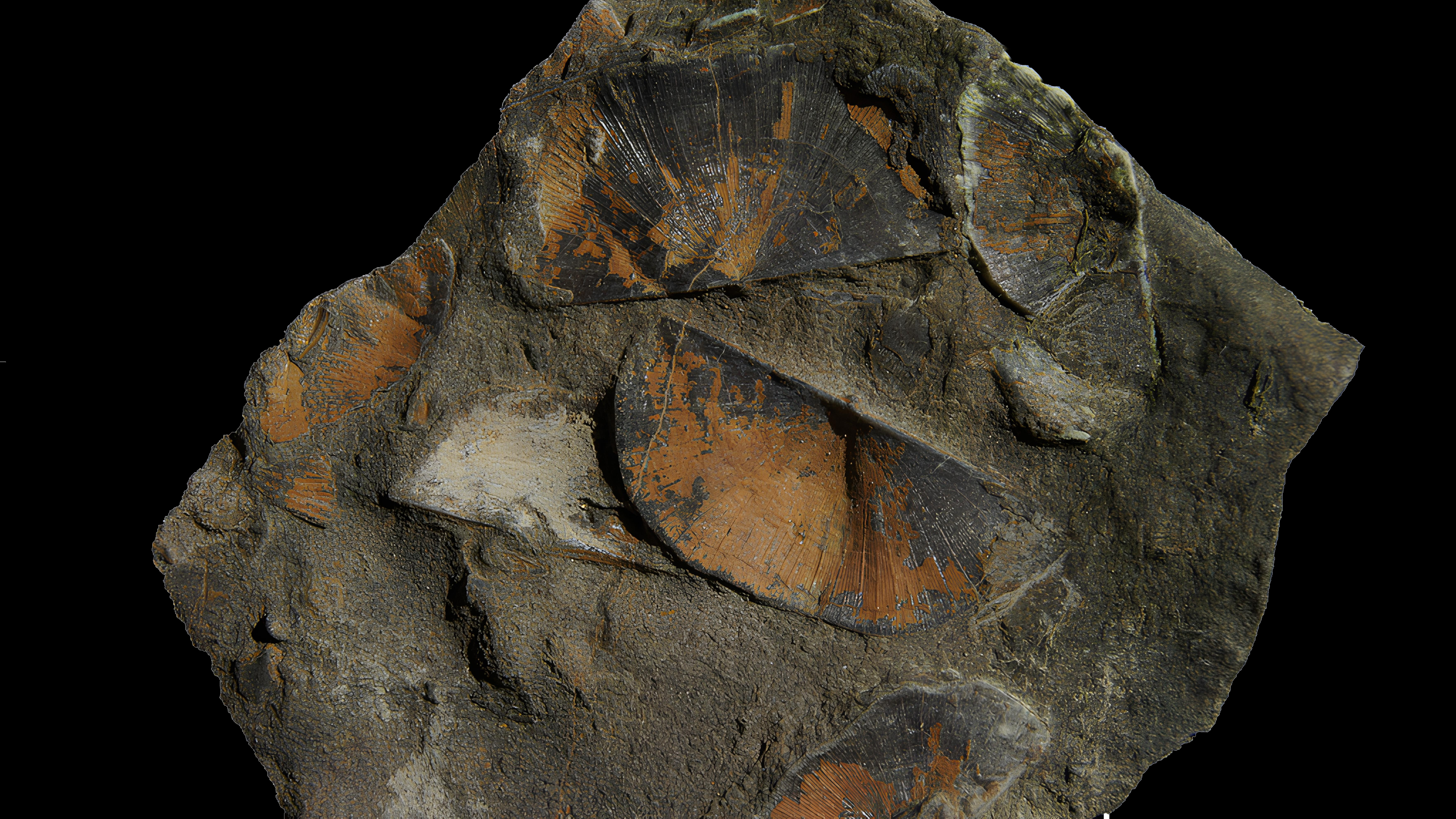Plate with 4 Sowerbyella brachiopods