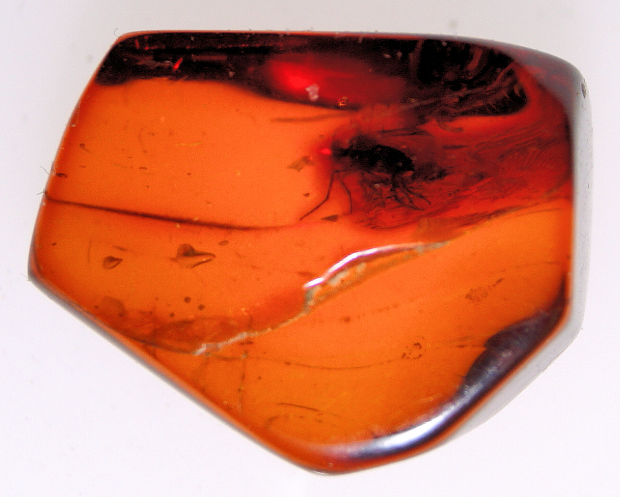 Baltic amber with dipteran inclusion